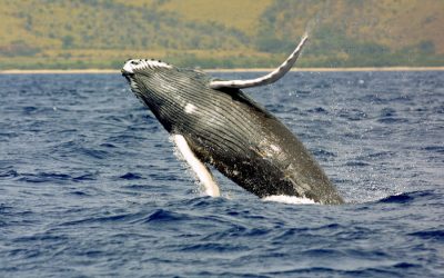 Welcome Spring with Whale Watching on the Gold Coast!